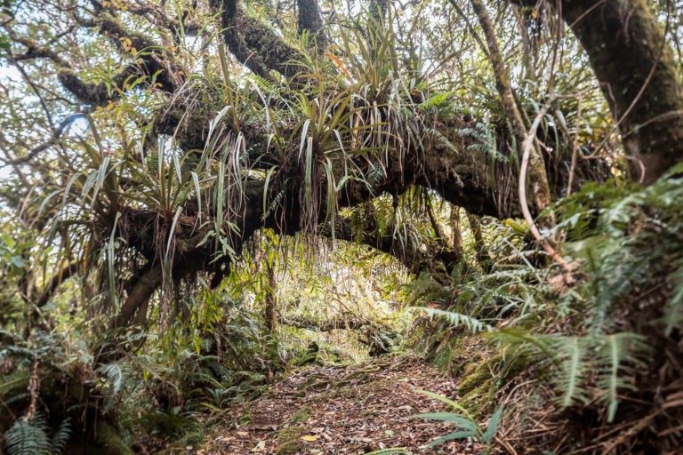 Promenades photographiques, Cyrus Cornut « Marcher dans les forêts primaires.  S&rsquo;y perdre, comme dans nos pensées. Comprendre que le monde originel, fragile et beau, ne nous demande rien (…)