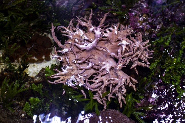 Sandra Rocha, CPIF « Le moindre souffle »