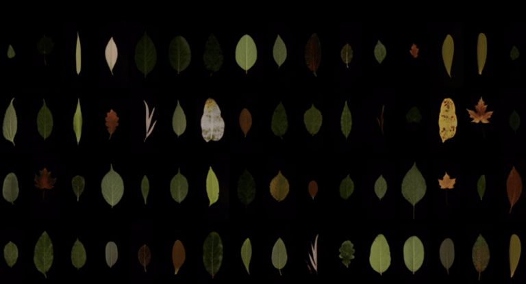 OVNi 2021 : rencontre Florian Schonerstedt « Les feuilles de l&rsquo;arbre qui n&rsquo;existait pas » 🎧