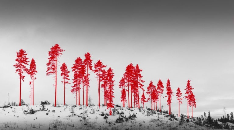 Delphine Dumont, PhotoBrussels Festival 06 : « On ne peut aborder la thématique de la forêt et de la biodiversité sans engager des pratiques plus vertueuses de la photographie »