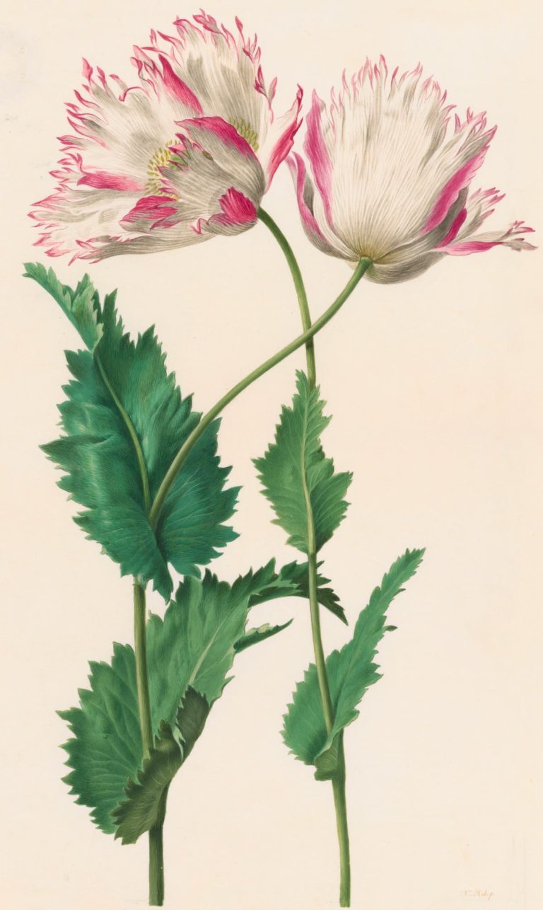 Paris, Capitale du dessin : 31ème Salon du dessin,  temps forts et exposants 2023