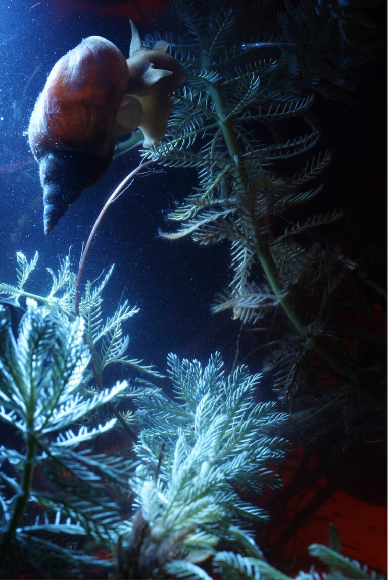 MEP : Science/fiction et plantes, une histoire d&rsquo;émancipation