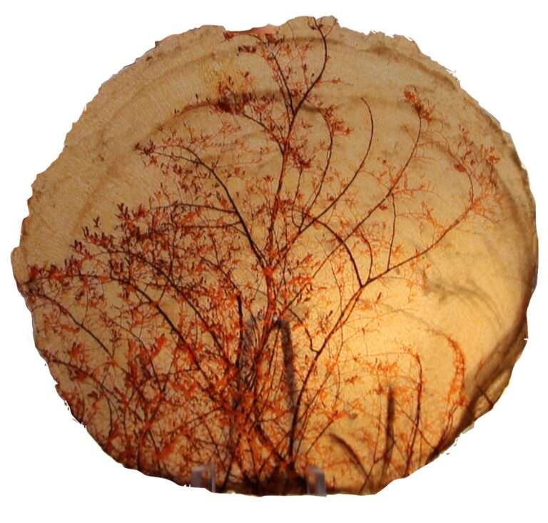 Interview Emilia Genuardi unRepresented, 3ème édition 